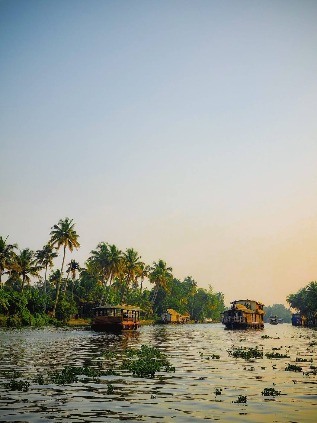 Coconut palms against the sky in Kerala