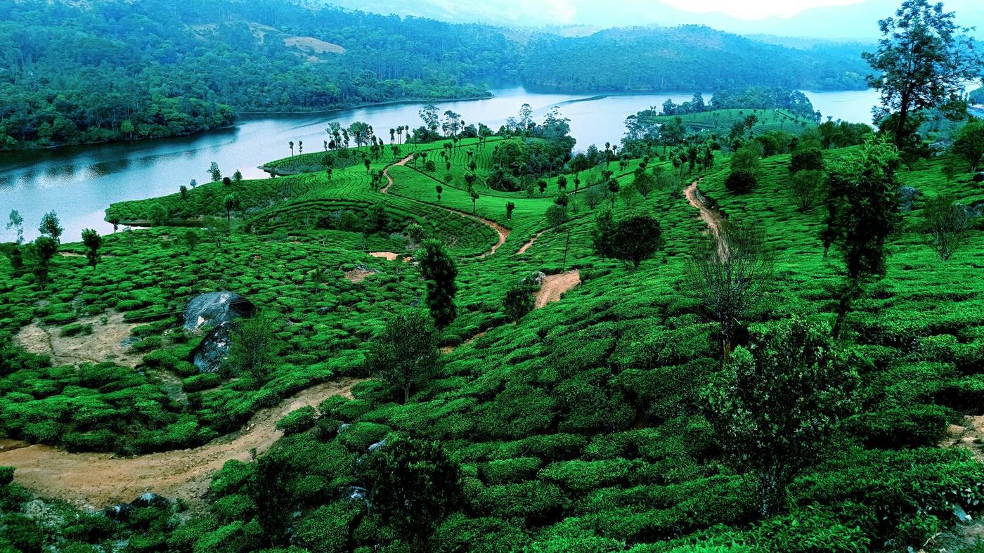 Misty green tea plantations in the hills of Munnar