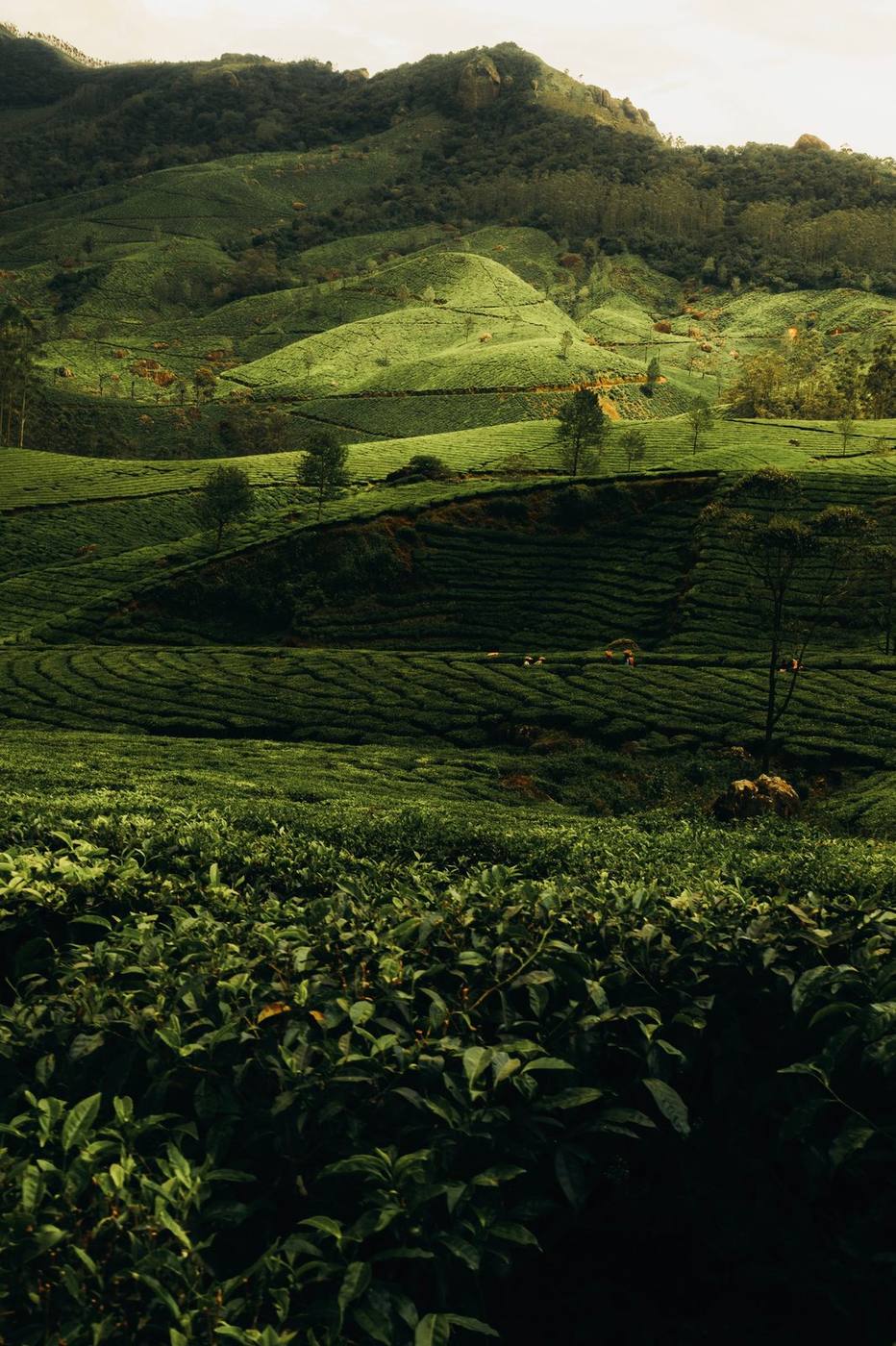Tea plantation hills under a misty sky